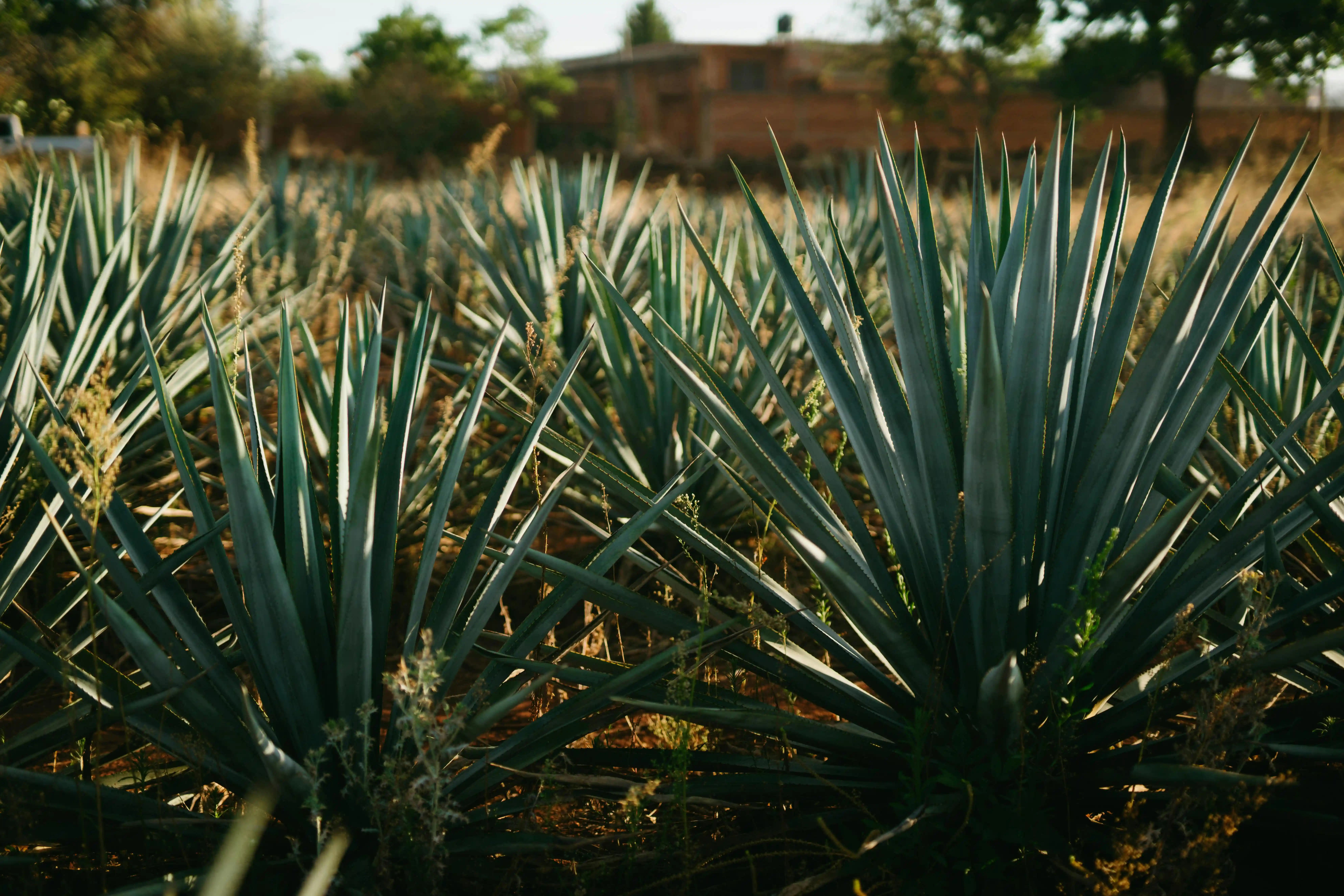 Bottle of Caminante Tequila